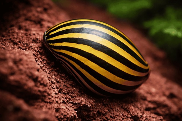 Улитка Неретиная Зебра  (Neritina natalensis, Zebra snail или Zebra Nerite Snail)